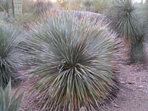 Desert Spoon Drought tolerant xeriscaping native