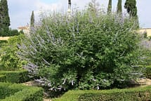 Vitex Agnus Castus