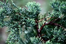 Blue Rug Juniper Foliage blue rug juniper chinensis wiltonii in landscape