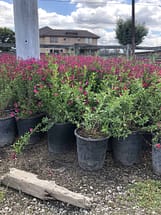 pink salvia