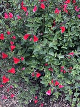 Red salvia in flower