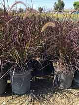 Purple Fountain Grass