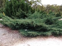 Mature Juniperus Horizontalis 'Wiltonii' mature blue rug juniper horizontalis chinensis wiltonii in landscape