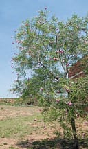 Desert Willow Desert Willow