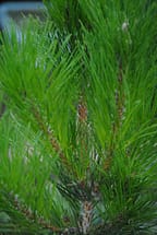 japanese black pine needles