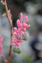 red yucca flowers