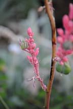 red yucca flowers up close