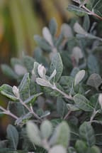 Pineapple Guava leaves