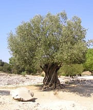 ancient olive tree