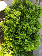 Boxwood shrub