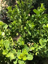 boxwood leaves