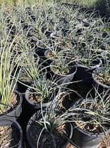 5 gallon red yucca