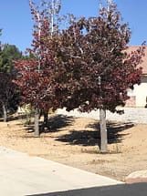 high desert sweet gum tree