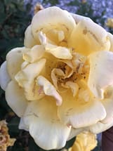 Cream Rose