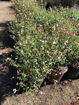 5 gallon red and white lipstick salvia