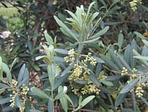 Olive tree flowers