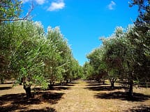 olive orchard