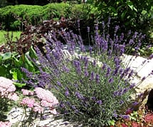 Lavender in bloom