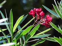 Pink Oleander Flower