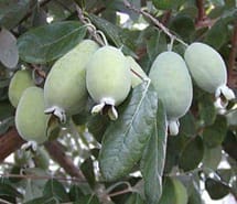 Pineapple Guava fruit