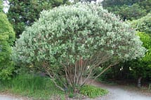 Pineapple Guava bush tree