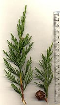 Leyland Cypress