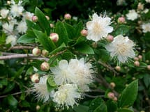 Common Myrtle