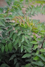 Chinese Pistache Foliage