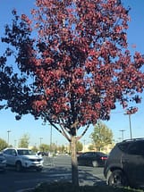 Bradford Pear Red Leaves Fall Foliage