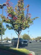 Bradford Pear