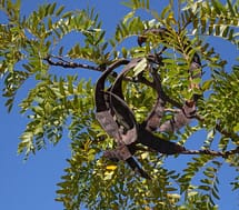 Thornless Honeylocust