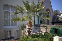 Mediterranean Fan Palm Mediterranean Fan Palm