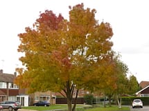 raywood ash tree fall color