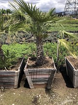 Mexican Fan Palm in 24" box