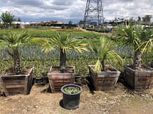 Mexican Fan Palm