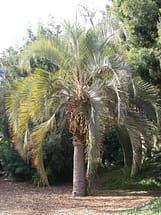 Pindo Palm