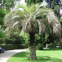 Pindo Palm Pindo Palm
