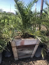 canary island date palm