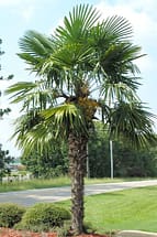 Windmill Palm