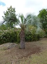 Pindo Palm