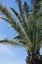 canary island date palm