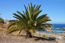 Canary Island Date Palm