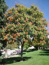 Koelreuteria_paniculata_'Rose_Lantern'_(Cultivar_of_Golden_Rain_Tree)_(27755298814)