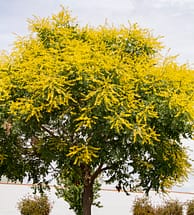 Koelreuteria_paniculata_'Rose_Lantern'_(Cultivar_of_Golden_Rain_Tree)_(27755298814)