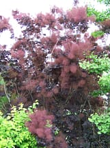 purple-smoke-tree-8 smoke tree
