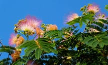 mimosa-pink-flower mimosa tree flowers pink