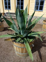 agave