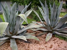 agave