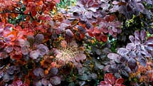 purple smoke tree