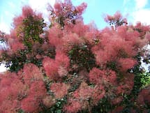 purple smoke tree flowers